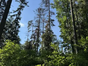 Prodej lesa, Jestřebí, 24490 m2