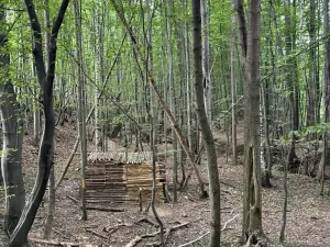 Prodej lesa, Frýdlant nad Ostravicí, 27036 m2