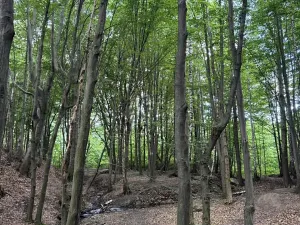 Prodej lesa, Frýdlant nad Ostravicí, 27036 m2