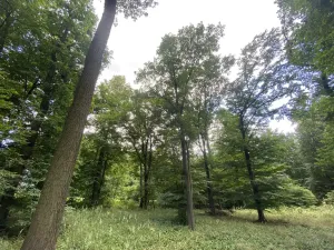 Prodej lesa, Olbramice, 4170 m2