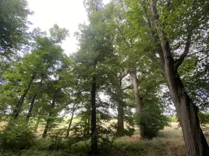 Prodej lesa, Olbramice, 4170 m2