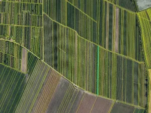 Prodej sadu/vinice, Moravský Žižkov, 1598 m2