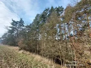Prodej lesa, Hořepník, 21060 m2