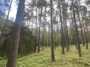 Prodej lesa, Chlumany, 4760 m2
