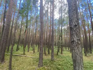 Prodej lesa, Chlumany, 4760 m2