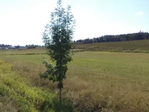 Prodej pole, Srby, 2383 m2