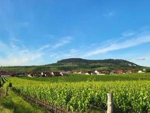 Prodej sadu/vinice, Perná, 32000 m2