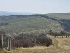 Prodej sadu/vinice, Velké Němčice, 90000 m2