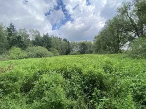 Prodej louky, Nové Hrady - Štiptoň, 6751 m2
