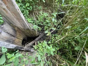 Prodej louky, Nové Hrady - Štiptoň, 4246 m2