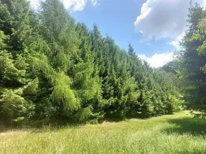 Prodej zemědělské usedlosti, Kunvald, 160 m2