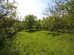 Prodej zahrady, Hostěrádky-Rešov, 705 m2