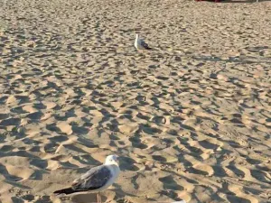 Prodej bytu 1+kk, Nesebar, Bulharsko, 37 m2