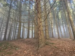 Dražba lesa, Horní Bečva, 4284 m2