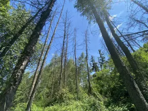 Prodej lesa, Kropáčova Vrutice - Sušno, 15167 m2