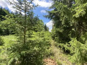 Prodej lesa, Slabčice - Nemějice, 1272 m2