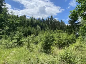 Prodej lesa, Slabčice - Nemějice, 1272 m2
