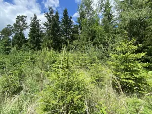 Prodej lesa, Slabčice - Nemějice, 1272 m2
