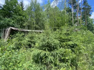 Prodej lesa, Slabčice - Nemějice, 1004 m2