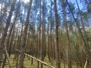 Prodej lesa, Chlumany, 4406 m2