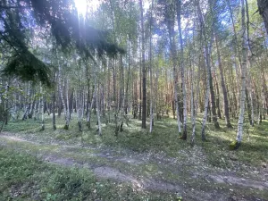 Prodej lesa, Chlumany, 4406 m2