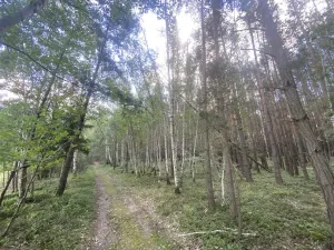 Prodej lesa, Chlumany, 4406 m2