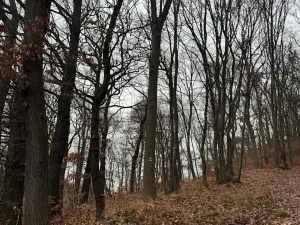 Prodej lesa, Ústí nad Labem, 36788 m2