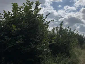 Prodej lesa, Bochovice, 13281 m2