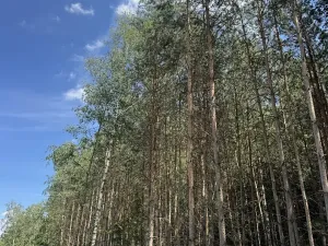 Prodej podílu lesa, Zádolí, 12979 m2