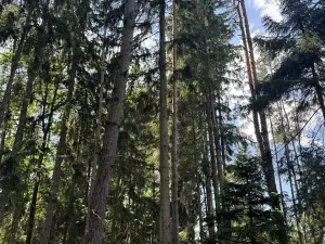 Prodej podílu lesa, Zádolí, 12979 m2