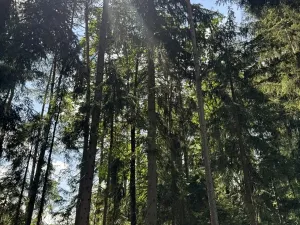 Prodej podílu lesa, Zádolí, 12979 m2