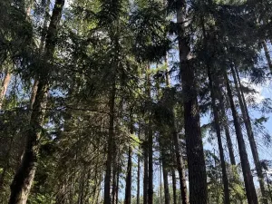 Prodej podílu lesa, Zádolí, 12979 m2