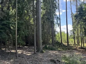 Prodej podílu lesa, Zádolí, 12979 m2