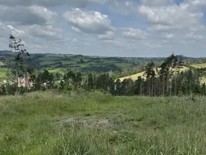 Prodej lesa, Chlum, 5098 m2