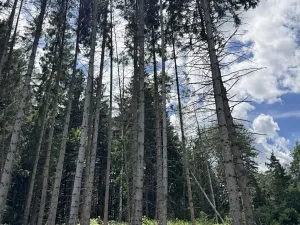 Prodej podílu lesa, Kramolín, 1401 m2
