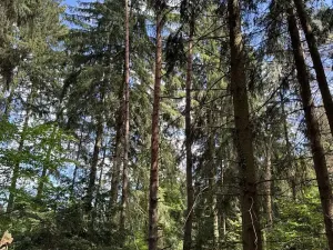 Prodej podílu lesa, Kramolín, 1401 m2