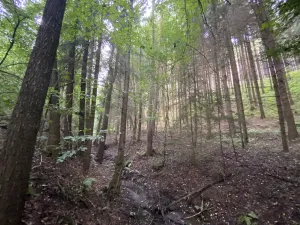 Prodej louky, Strážná, 2049 m2