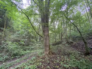 Prodej lesa, Strážná, 589 m2
