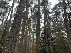 Prodej podílu lesa, Koloveč, 11497 m2