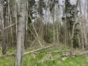 Prodej lesa, Hradiště, 3845 m2