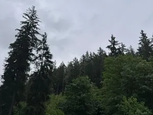 Prodej lesa, Železný Brod, 18900 m2