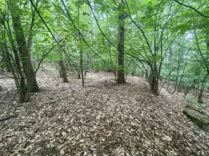 Prodej lesa, Popovice, 3093 m2