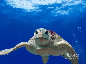 Prodej rodinného domu, Ostrov Zakynthos, Zakynthos, Laganas, Řecko, 200 m2