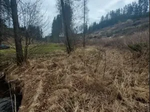 Prodej lesa, Dolní Hořice, 4440 m2