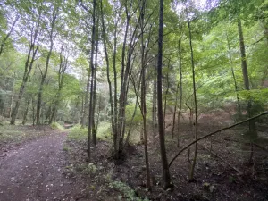 Prodej louky, Strážná, 2049 m2