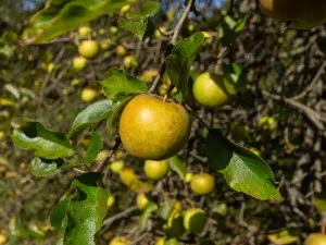 Prodej rodinného domu, Rychvald, Lesnická, 63 m2