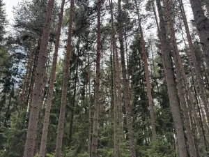 Prodej lesa, Velké Opatovice, 63108 m2