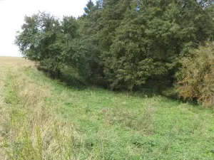 Dražba louky, Tachov, 58887 m2