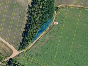 Dražba lesa, Čejkovice, 591 m2