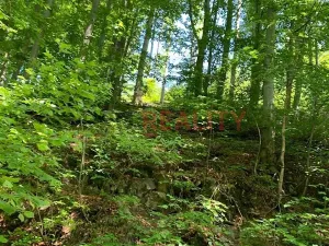 Prodej lesa, Třinec, 102000 m2